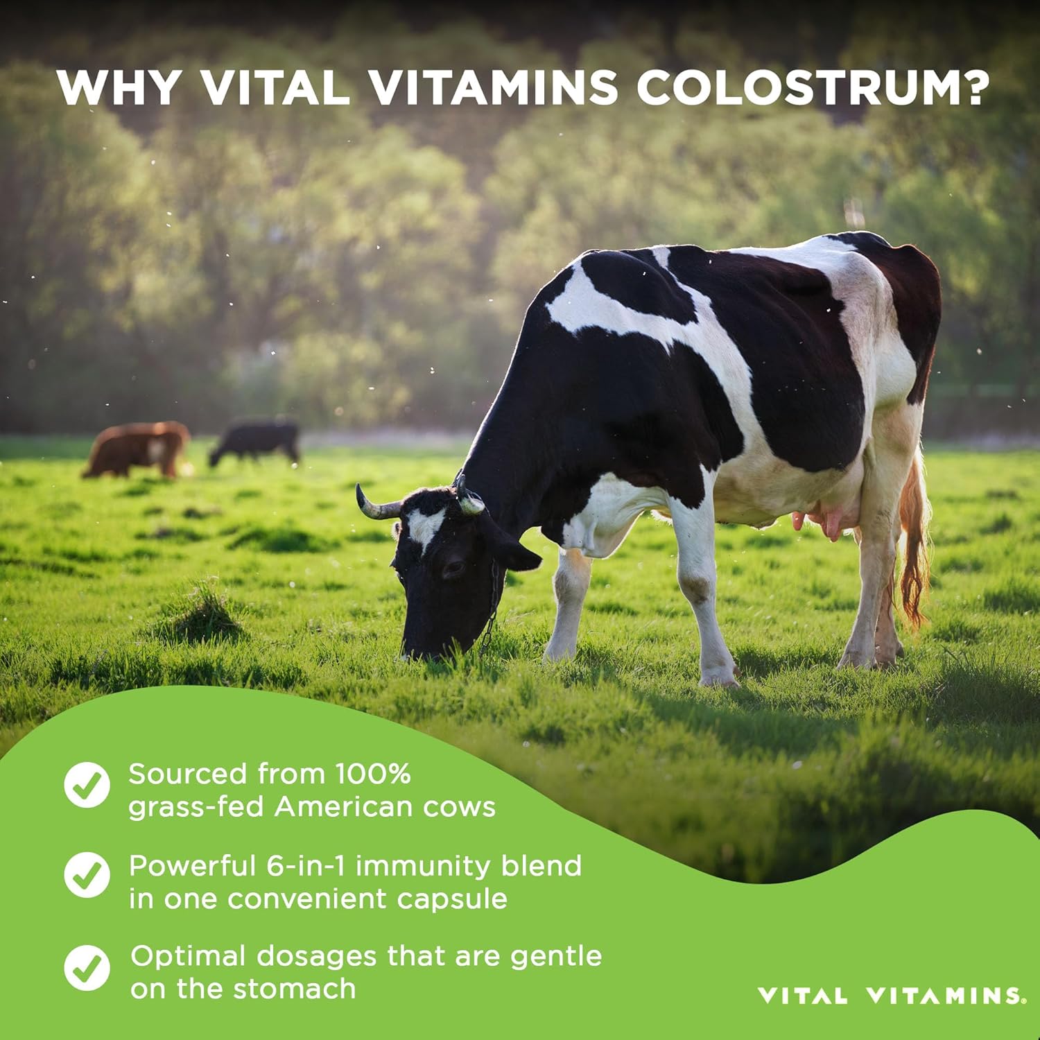Vital Vitamins Colostrum Supplement - Vitamin C, Zinc, & Selenium - from First Milking - Standardized to Contain 10% IgG Immunoglobulins - Grass-Fed American Cows - 60 Capsules